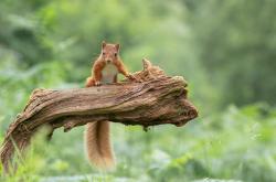 -当莱奥点燃圣西罗，星月军团已跨越山海