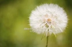 英雄联盟总决赛2025-破壁者，当个人微光成为团队的烈焰—巴尔韦德如何撕碎密集体系的铁幕