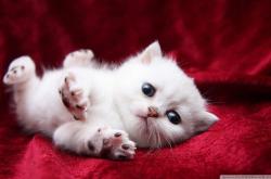 LOL赛事-生涯之夜！乔治狂砍50分，太阳绝地反击硬仗取胜新疆