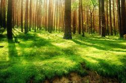 英雄联盟总决赛2025-无声的切割者，伊萨克如何用极简主义肢解现代篮球叙事