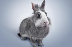 英雄联盟总决赛2025-唯一性的跨界时刻，足球明星德里赫特如何刷新NBA季后赛之夜纪录