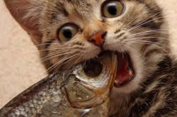 LOL决赛-铁骑掀翻灰熊！武切维奇末节17分诠释巨人杀手