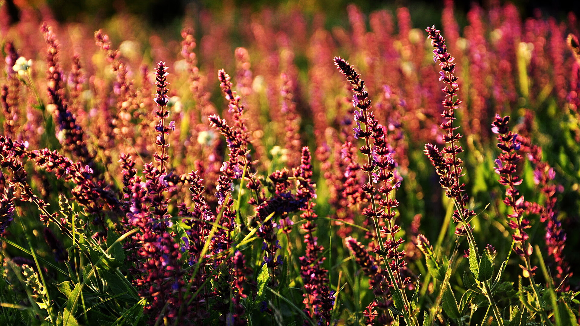 独家战报，雷恩如何在一场非典型焦点战中粉碎丹麦神话？