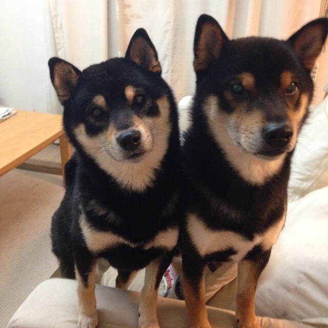 当纪录之夜遭遇跨界狙击，吉林队如何让约基奇里程碑变里程悲