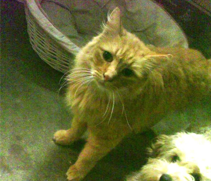 青春风暴遇上老辣舵手,范弗利特满分引领马刺碾压活塞