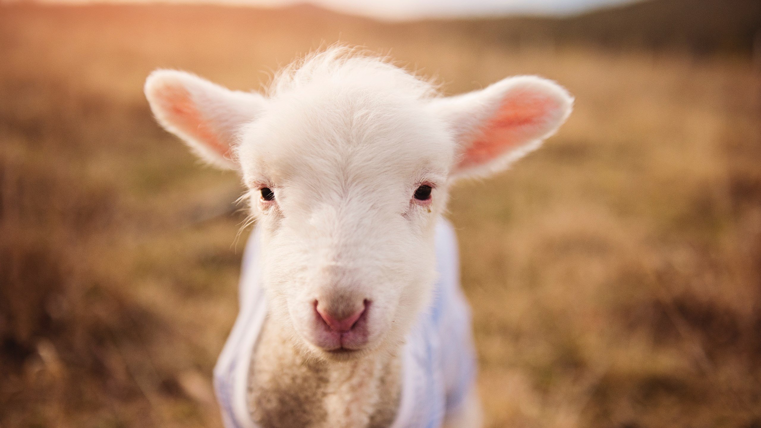 赛道与屏幕，一种赢法的两种面孔