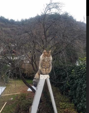 从多伦多到慕尼黑，当枫叶飘扬与马竞旧将同时点燃足球的多元宇宙