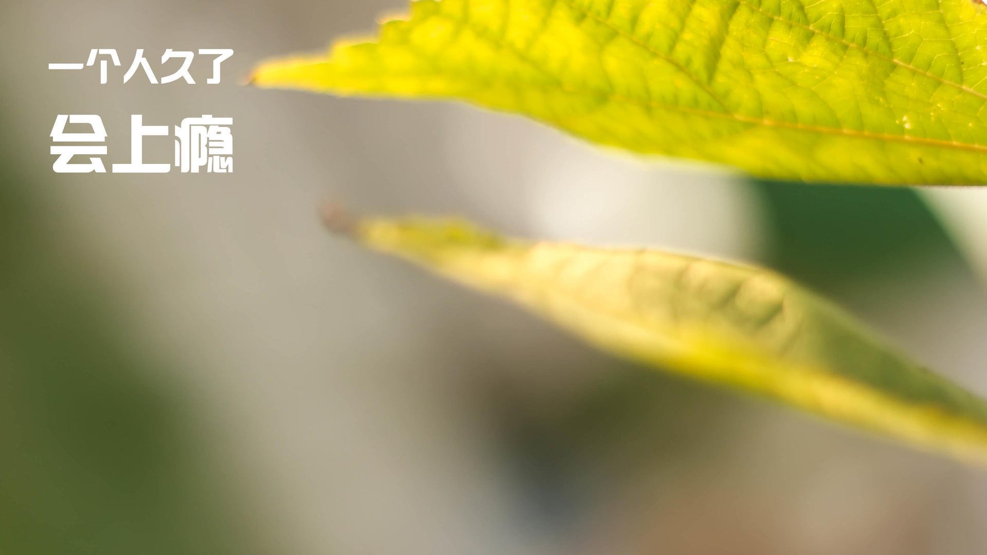 冰与火的协奏,斯通斯的完美防线与加拿大的节奏窒息术