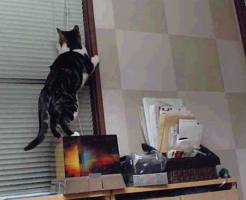 冰与火之歌，当吉林虎啸麦迪逊，锡安化身雪山巨灵