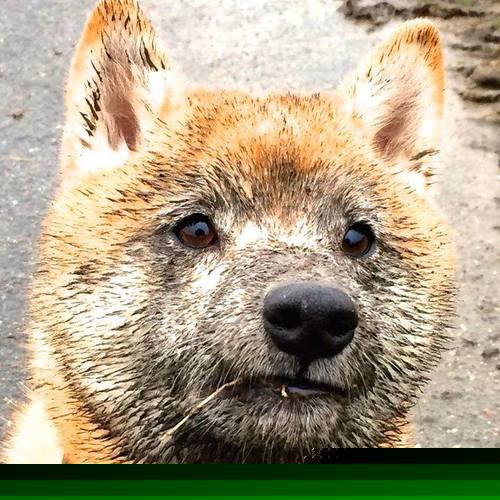 黄金一分钟!希腊闪电战一波流带走埃及,卡瓦哈尔手术刀出鞘定乾坤