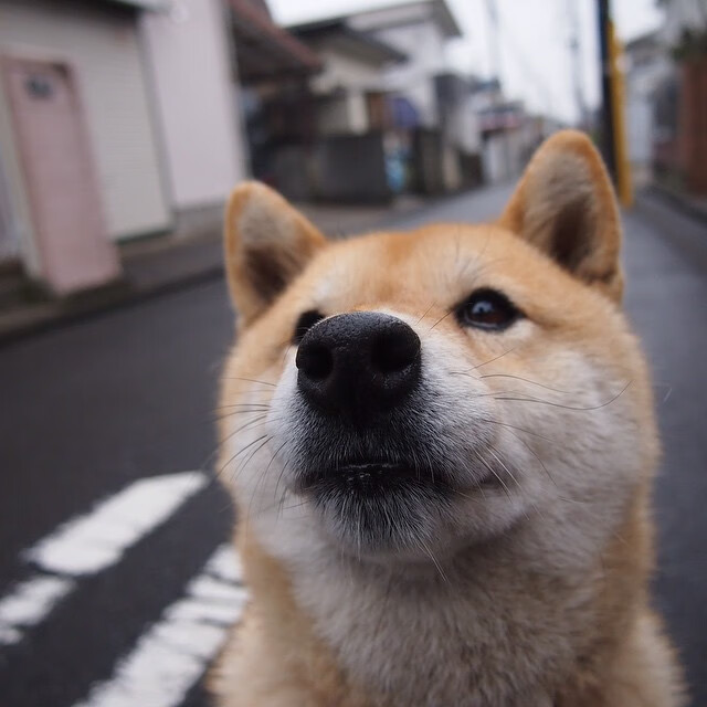戈贝尔的掌控力，德甲争冠战之夜的终极主宰