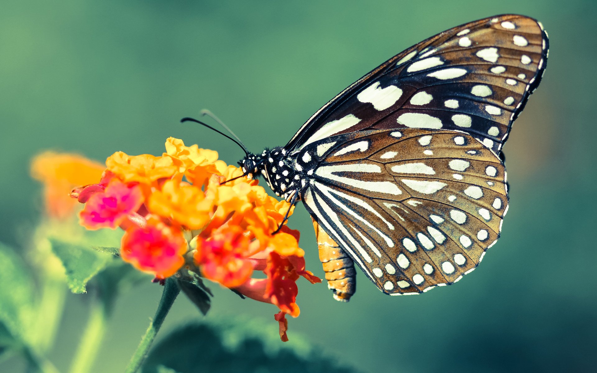 平行宇宙的篮球奇迹,当山西队在东决压哨绝杀凯尔特人