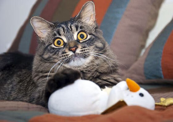 淬火之夜,浓眉以决胜之姿铸就奥运周期关键战