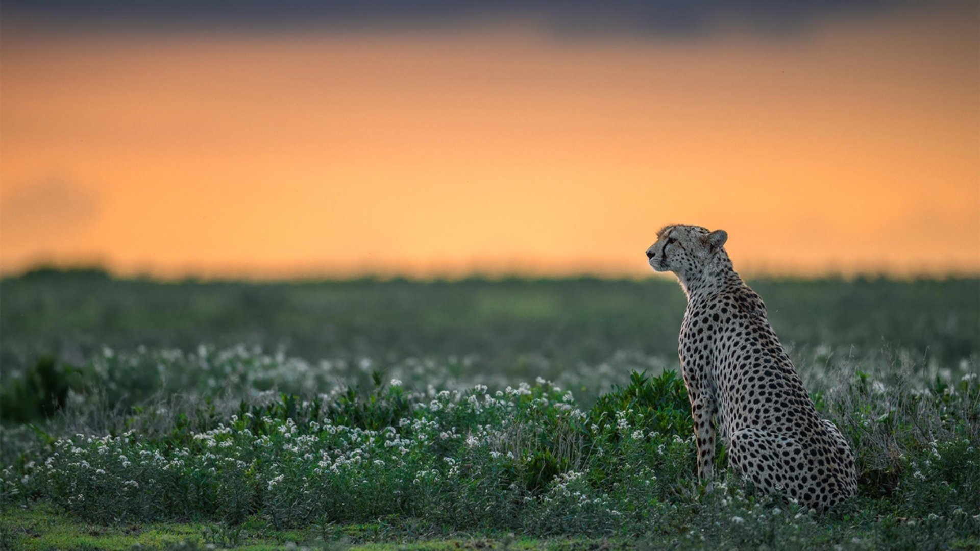 当俄城长矛刺穿欧洲,洛城紫金意外蒙尘,篮球世界的两场冰与火之歌