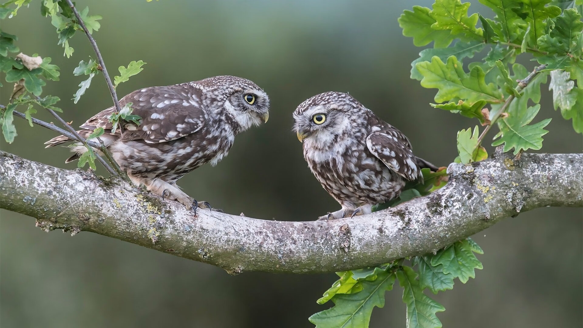单骑救主！平行时空中恩比德降临CBA，吉林绝境爆发掀翻山西