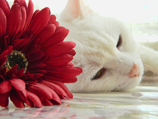 锡安35+12引爆密尔沃基，雄鹿关键战突围山西锁定季后赛