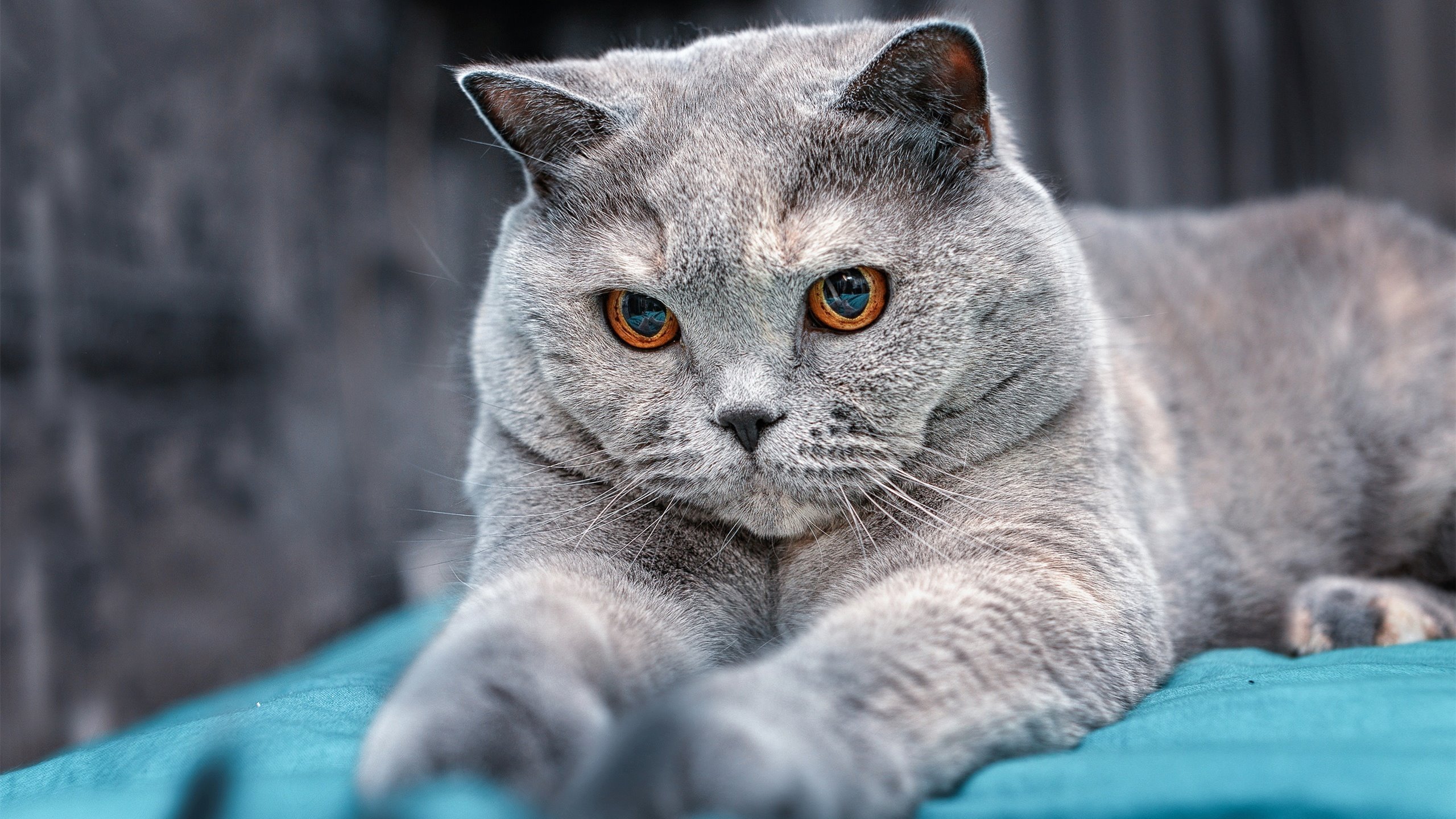 英格兰的十字架,当曼联忘记玫瑰,卡马文加在法兰西亮剑