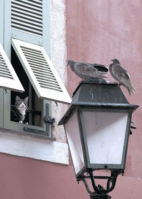 一人撕碎双城记,当字母哥的审判让波士顿与新奥尔良同时沉默