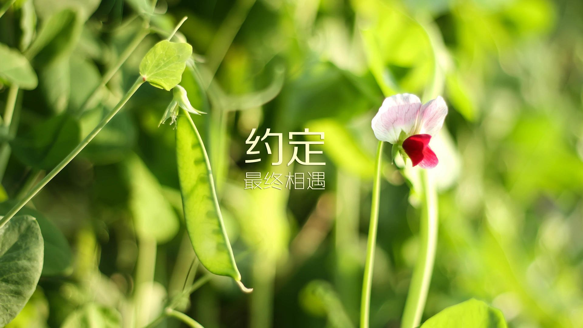 沙漠风暴逆转险峰，2026世界杯D组焦点战，吉鲁节奏掌控下的阿联酋奇迹